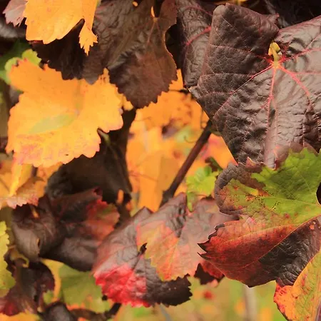 Farm stay Weingut Rupp *